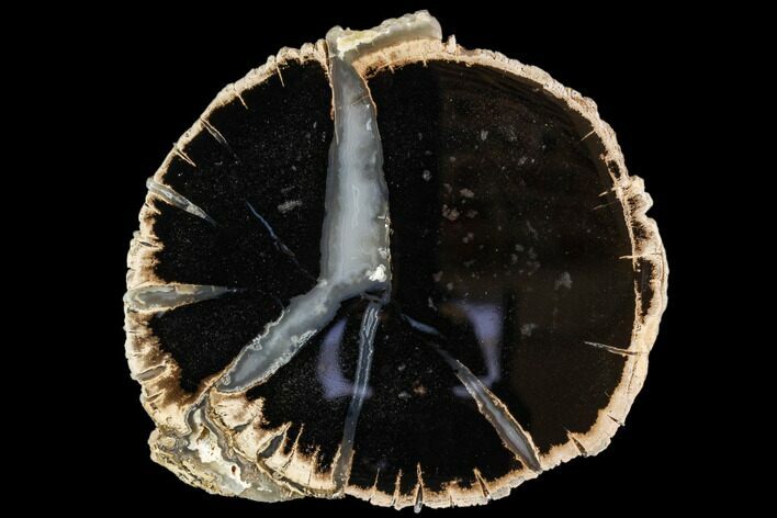 Petrified Wood (Schinoxylon) Slab - Blue Forest, Wyoming #112049